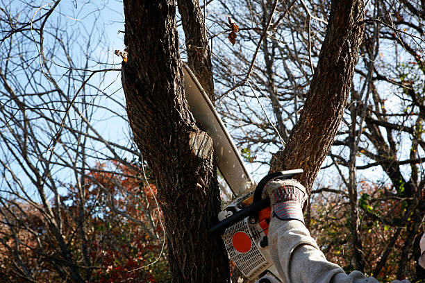 Best Arborist Consultation Services  in Burt, MI